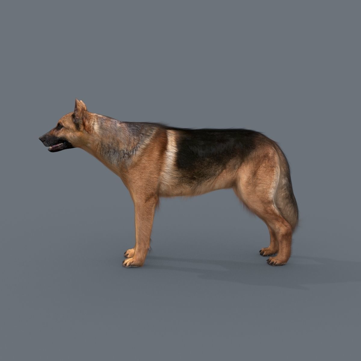 My Dog - 3d animated dog model Low-poly 3D model_16