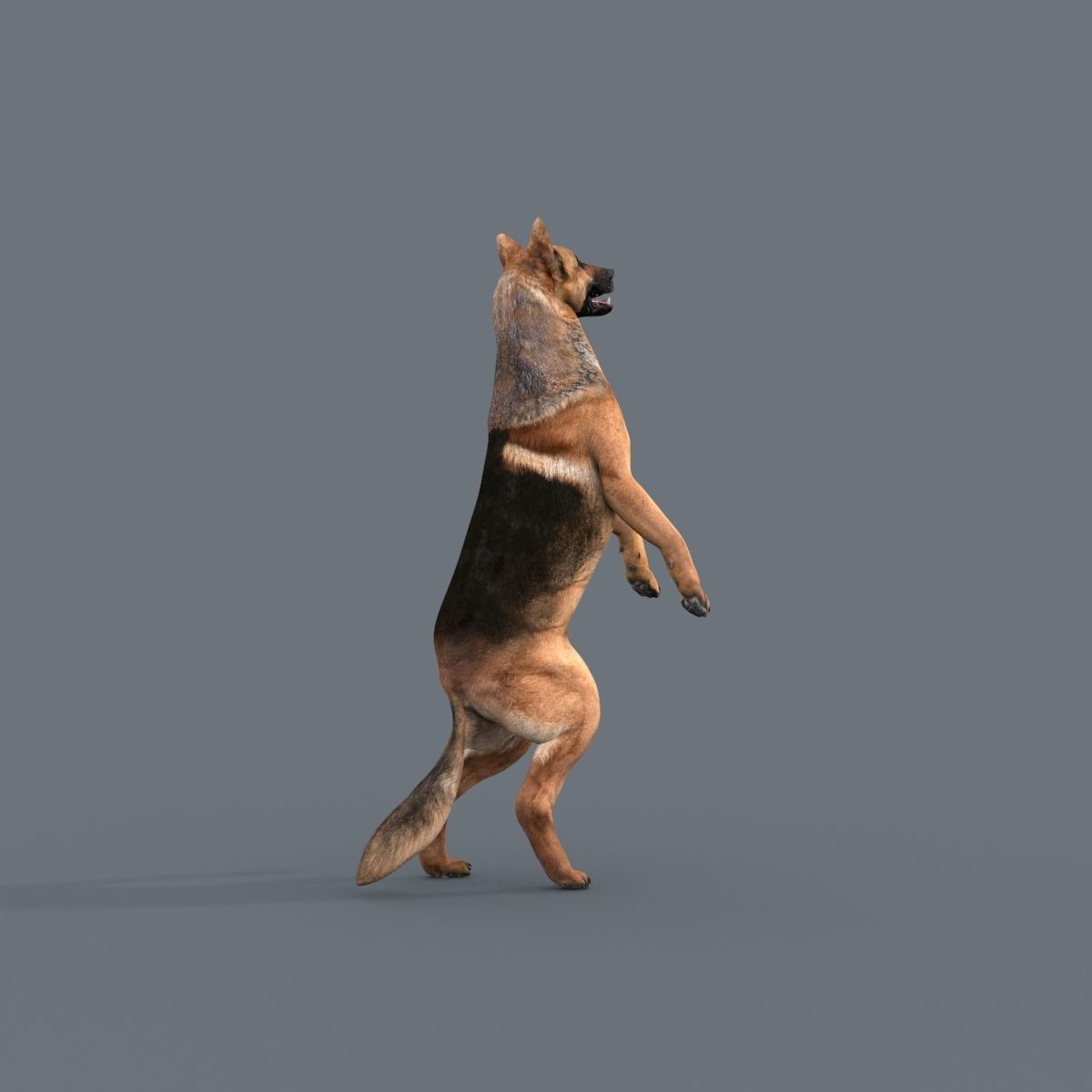 My Dog - 3d animated dog model Low-poly 3D model_21