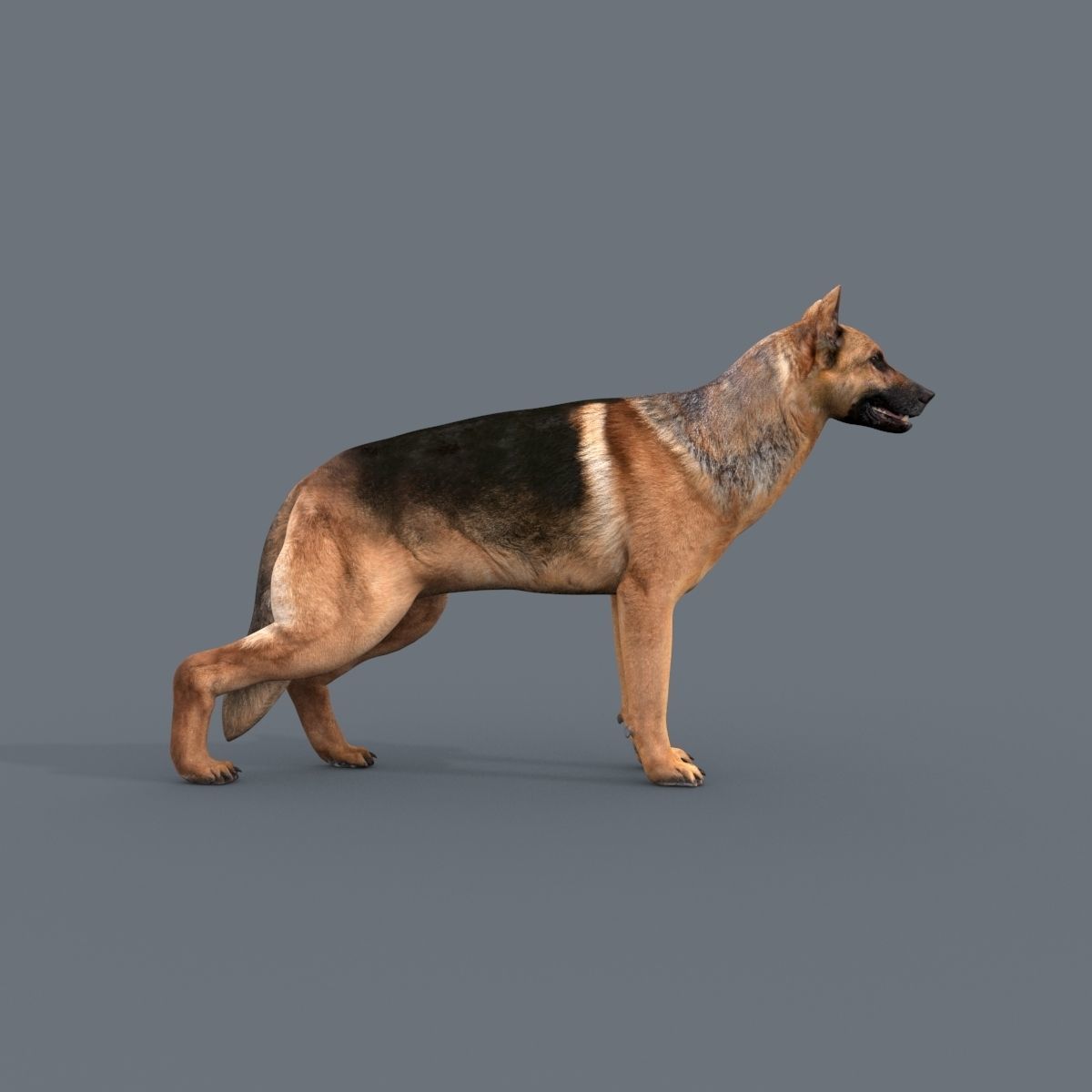 My Dog - 3d animated dog model Low-poly 3D model_5
