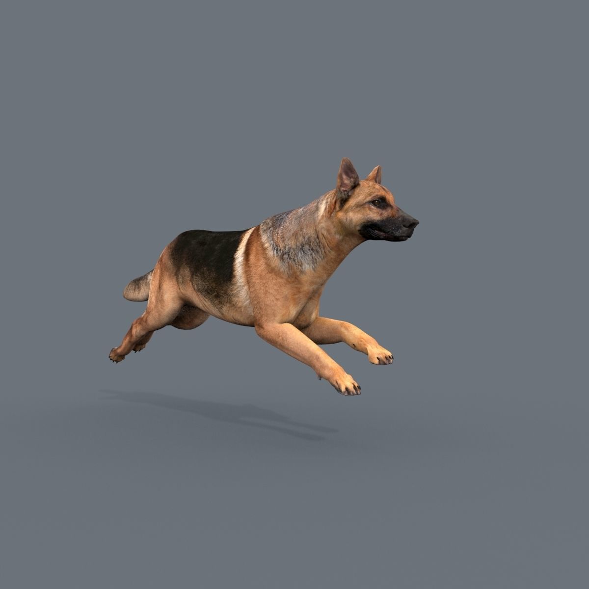 My Dog - 3d animated dog model Low-poly 3D model_20