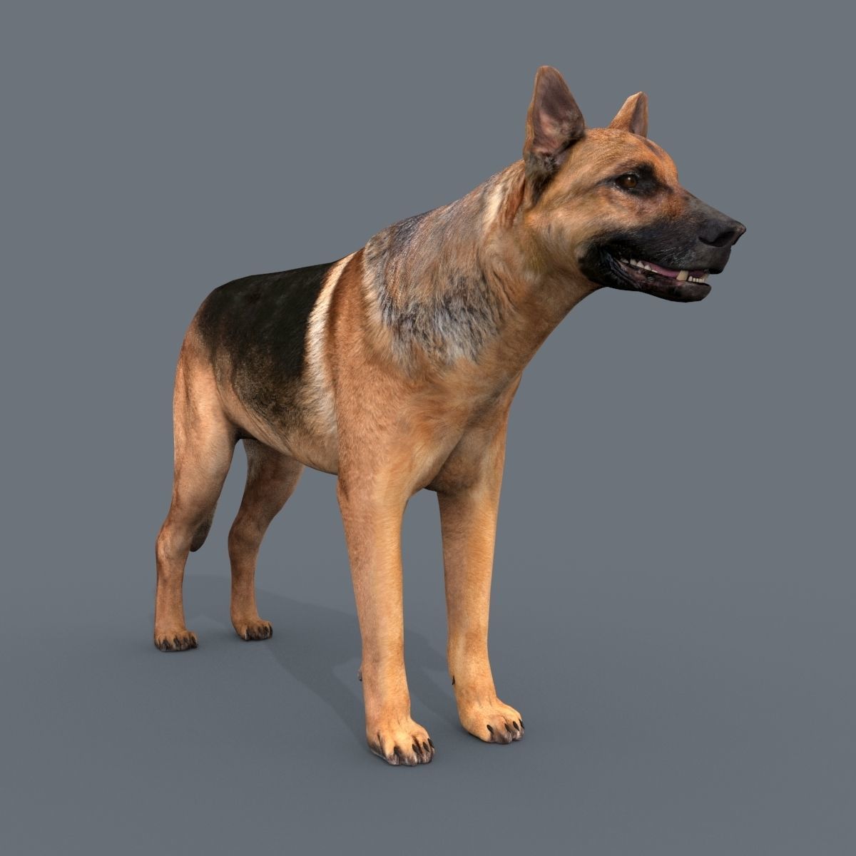 My Dog - 3d animated dog model Low-poly 3D model_10
