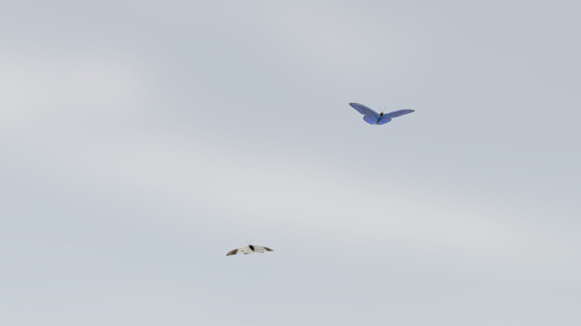 Background Butterflies and Moths Animated- Low Poly Low-poly 3D model_5