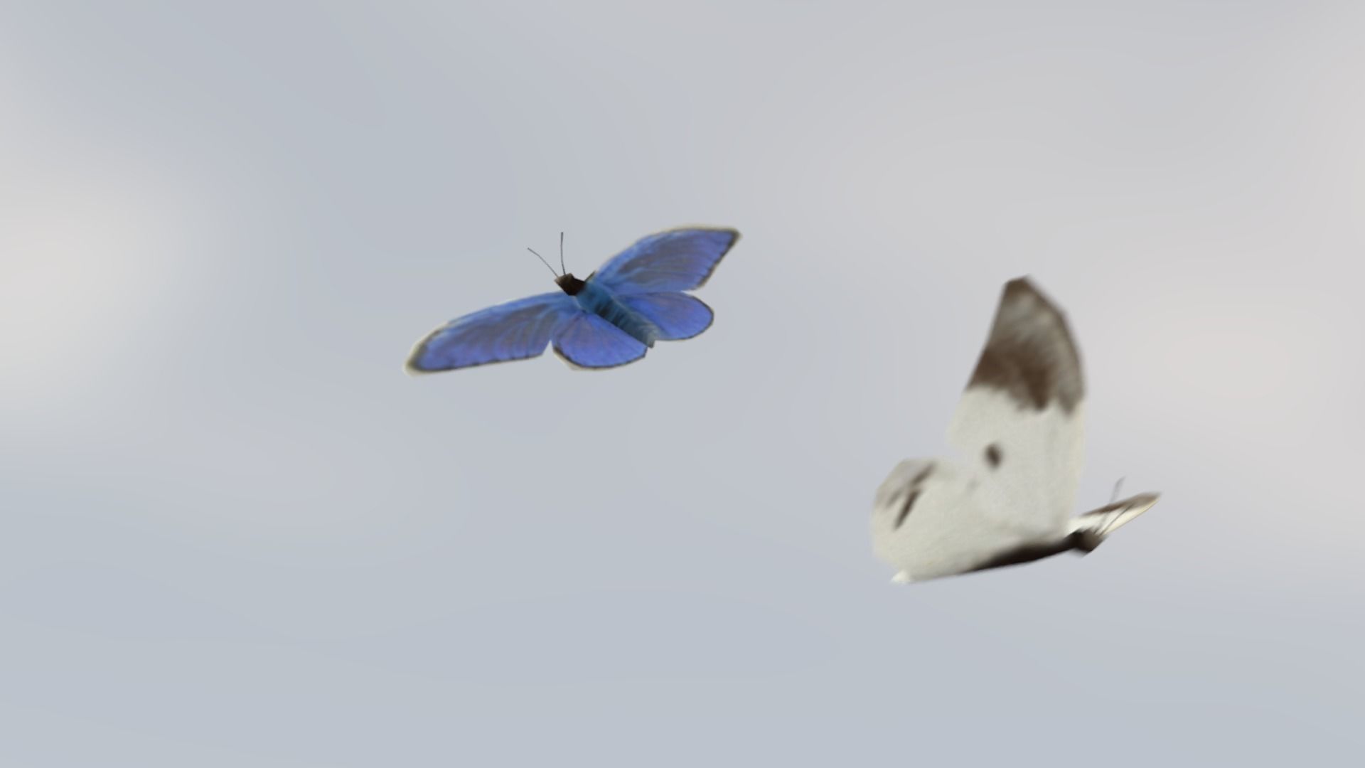 Background Butterflies and Moths Animated- Low Poly Low-poly 3D model_4