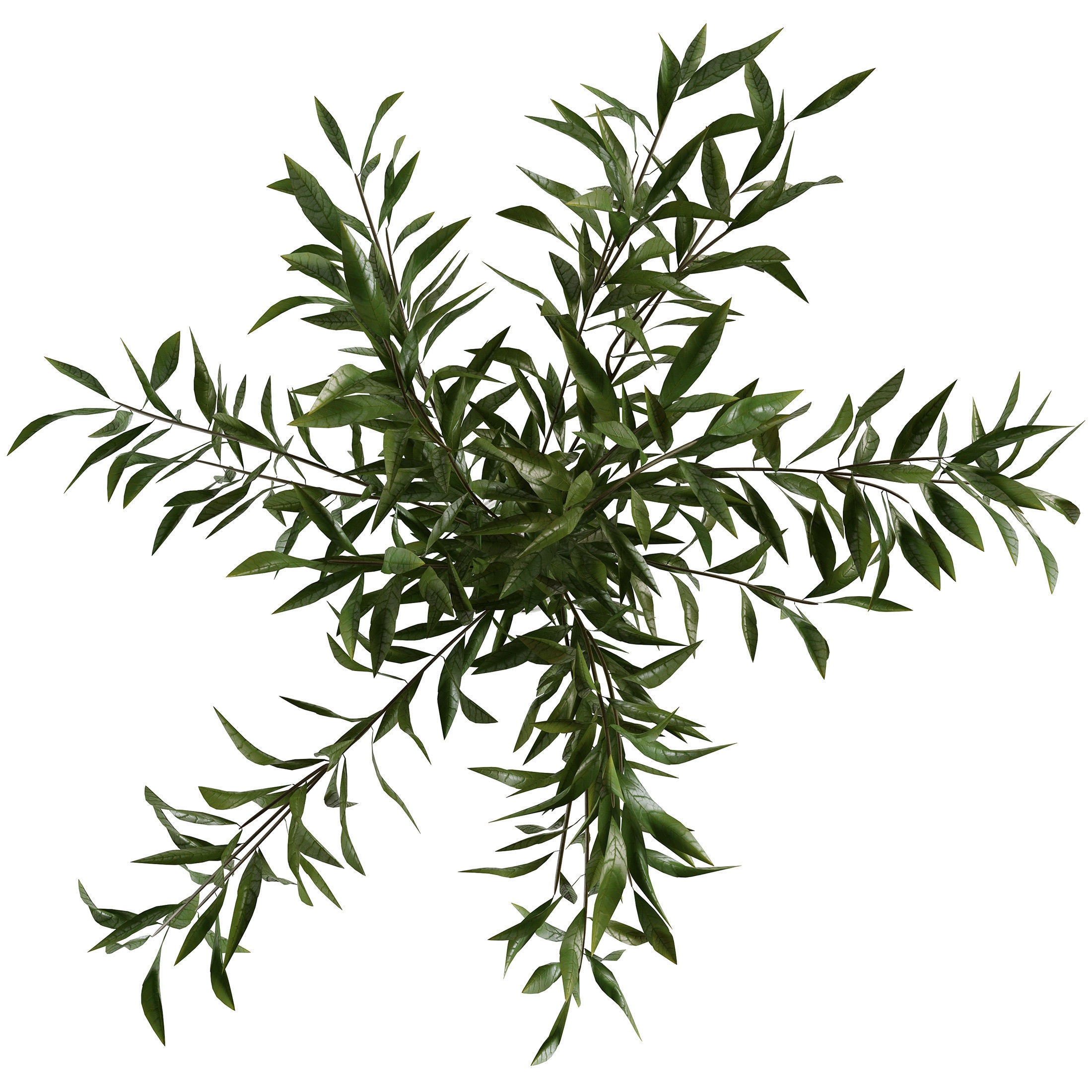 Branches in a vase 007 3D model_6