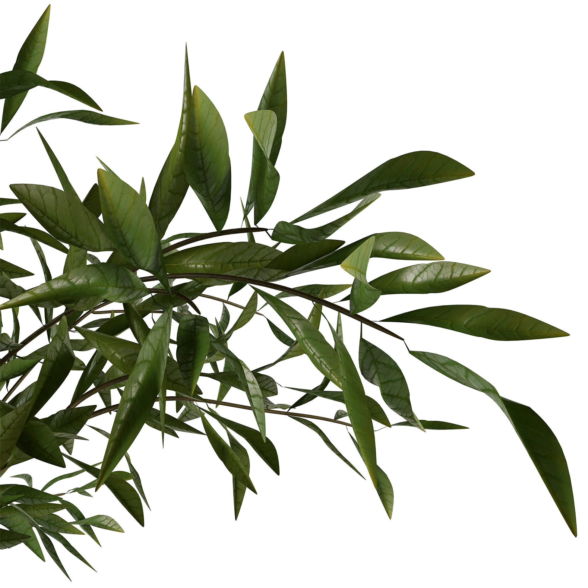 Branches in a vase 007 3D model_5