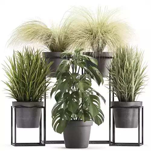 Collection of Exotic Plants 3D model