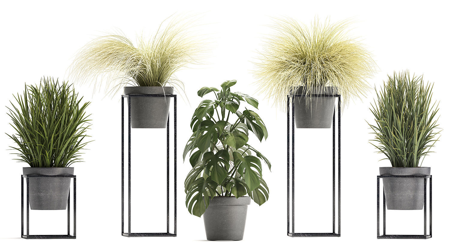 Collection of Exotic Plants 3D model_5