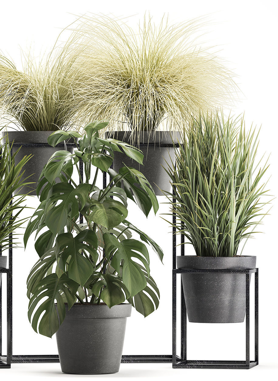 Collection of Exotic Plants 3D model_4