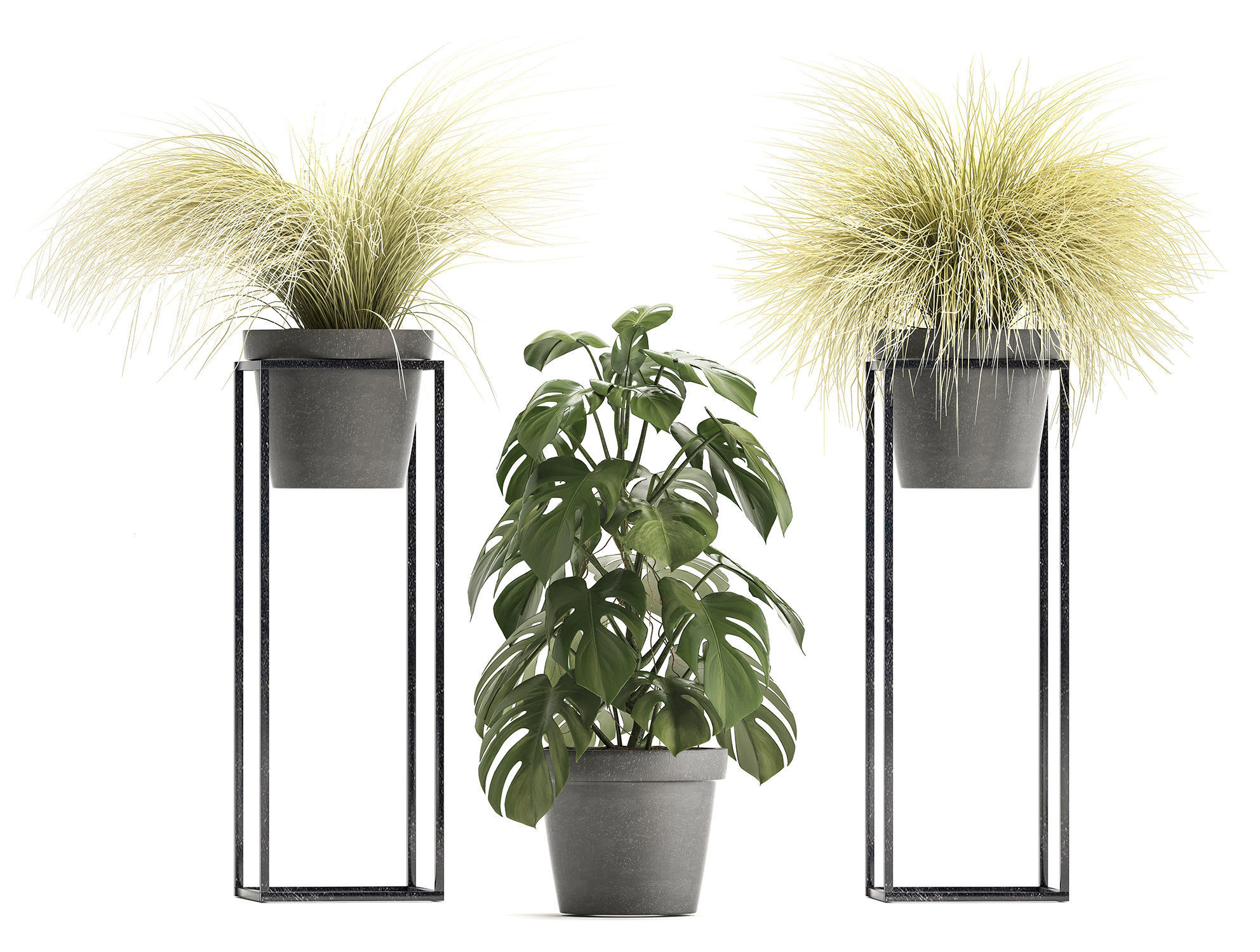 Collection of Exotic Plants 3D model_6