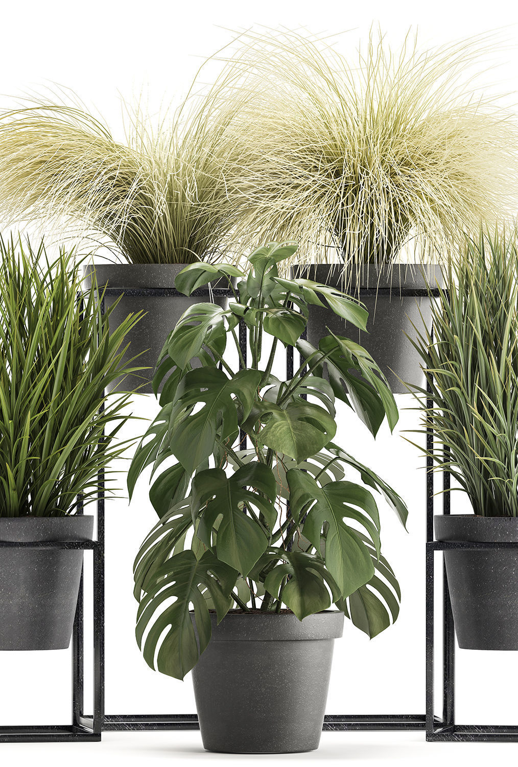 Collection of Exotic Plants 3D model_2