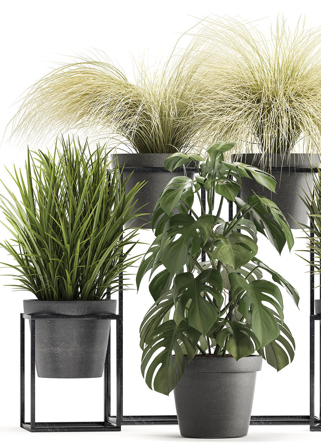 Collection of Exotic Plants 3D model_3