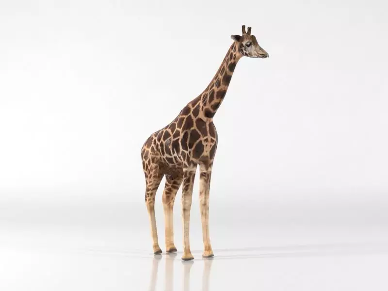 Giraffe Low-poly 3D model_0