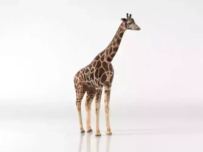 Giraffe Low-poly 3D model