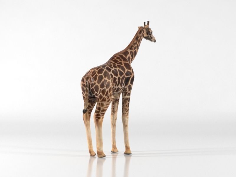 Giraffe Low-poly 3D model_2