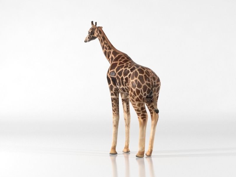 Giraffe Low-poly 3D model_3