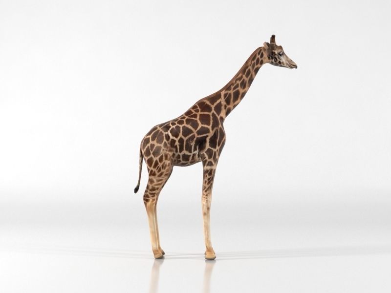 Giraffe Low-poly 3D model_1