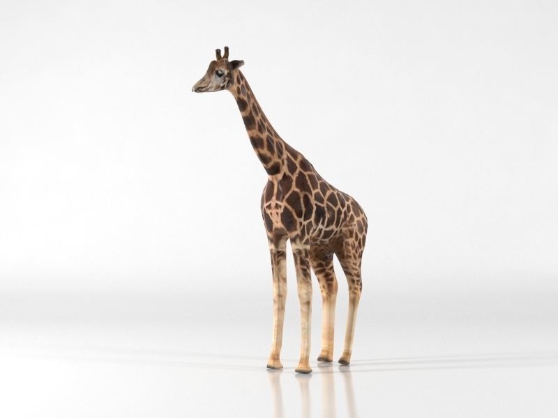 Giraffe Low-poly 3D model_5