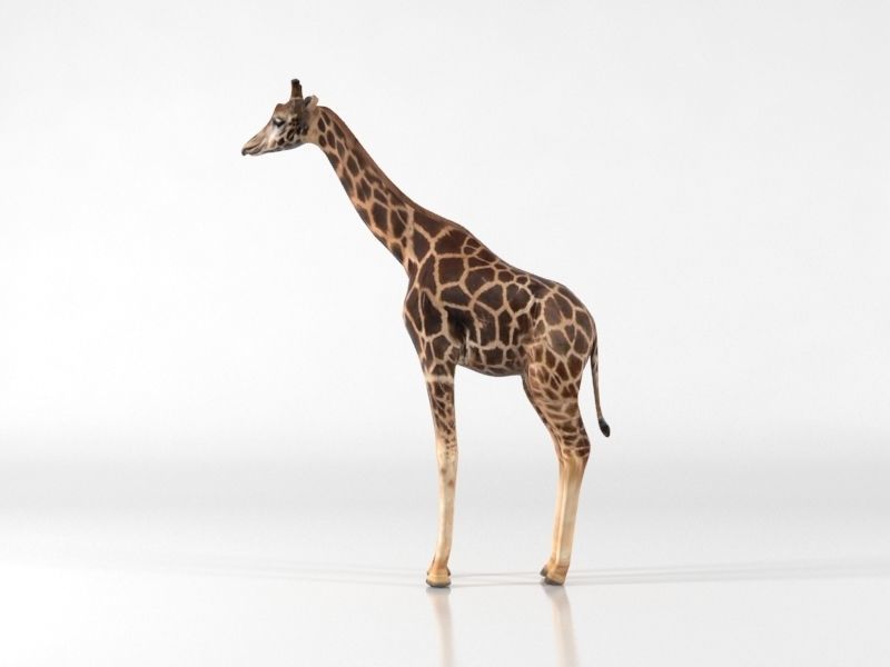 Giraffe Low-poly 3D model_4