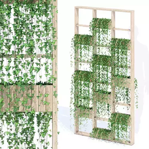 Green wall ivy
