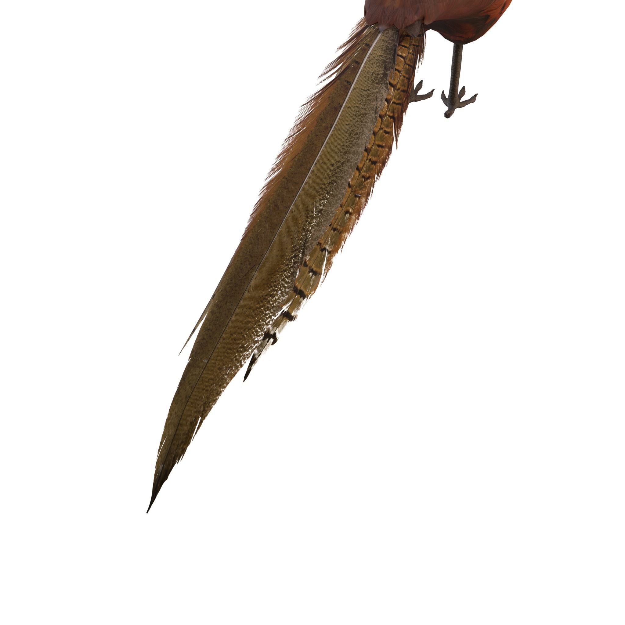 Pheasant 3D model_5