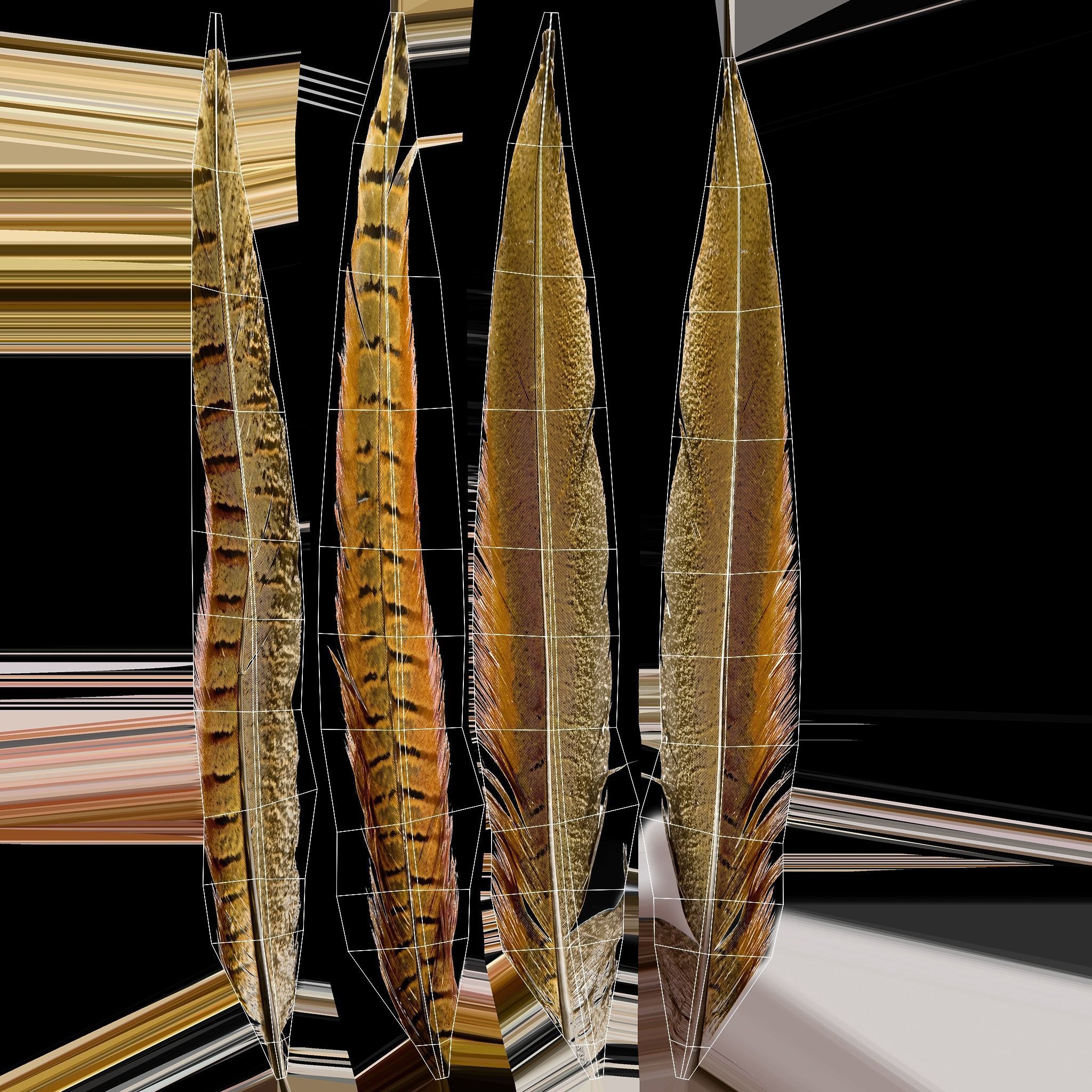 Pheasant 3D model_11