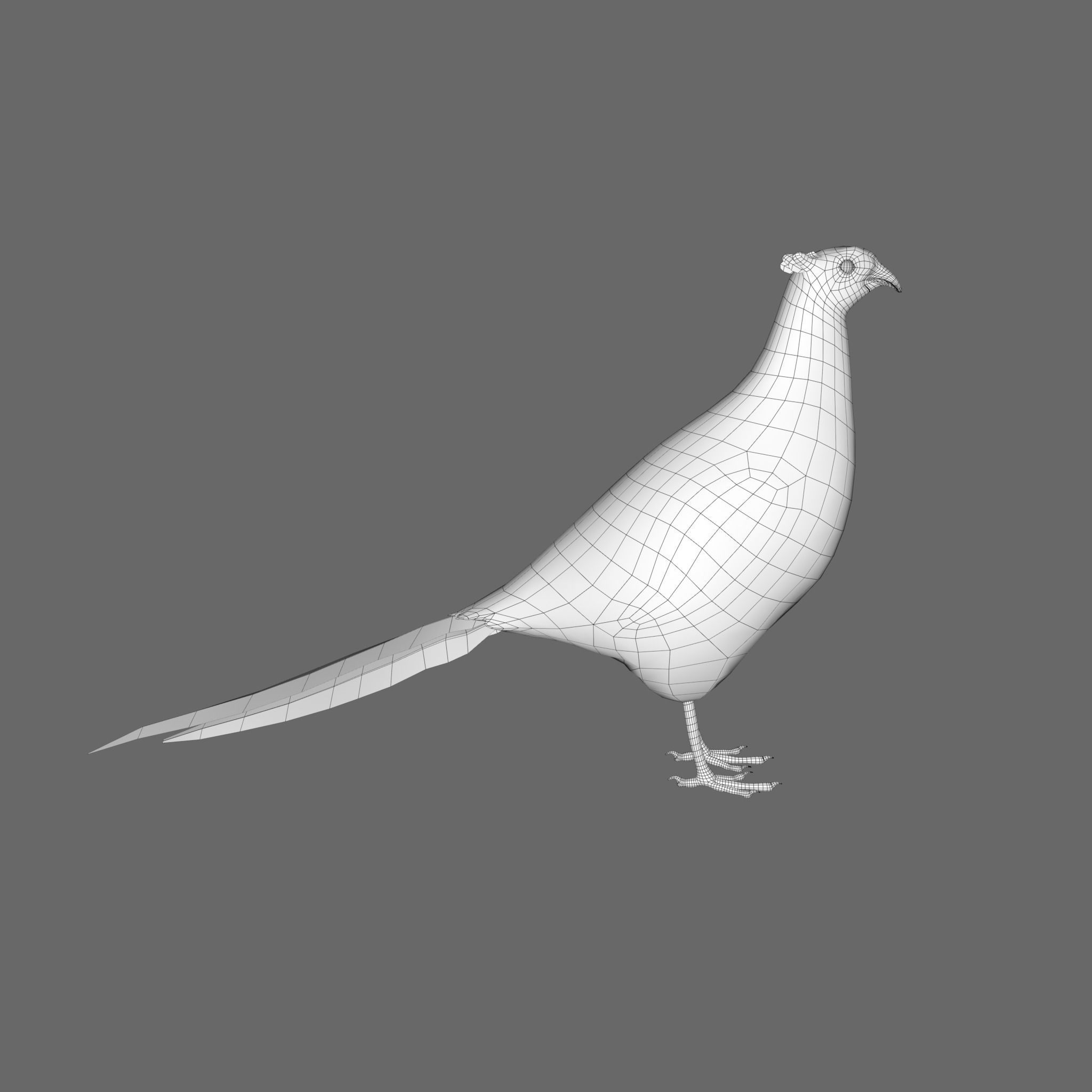 Pheasant 3D model_6