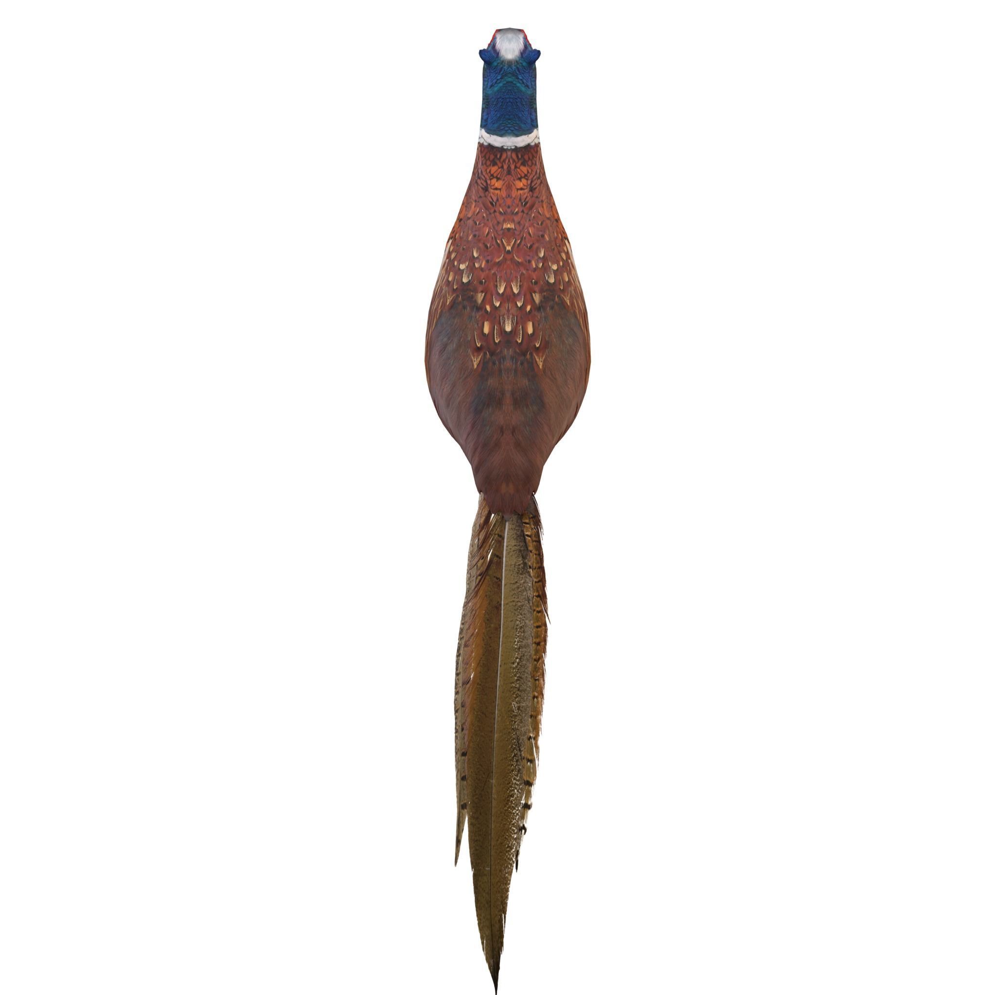 Pheasant 3D model_3