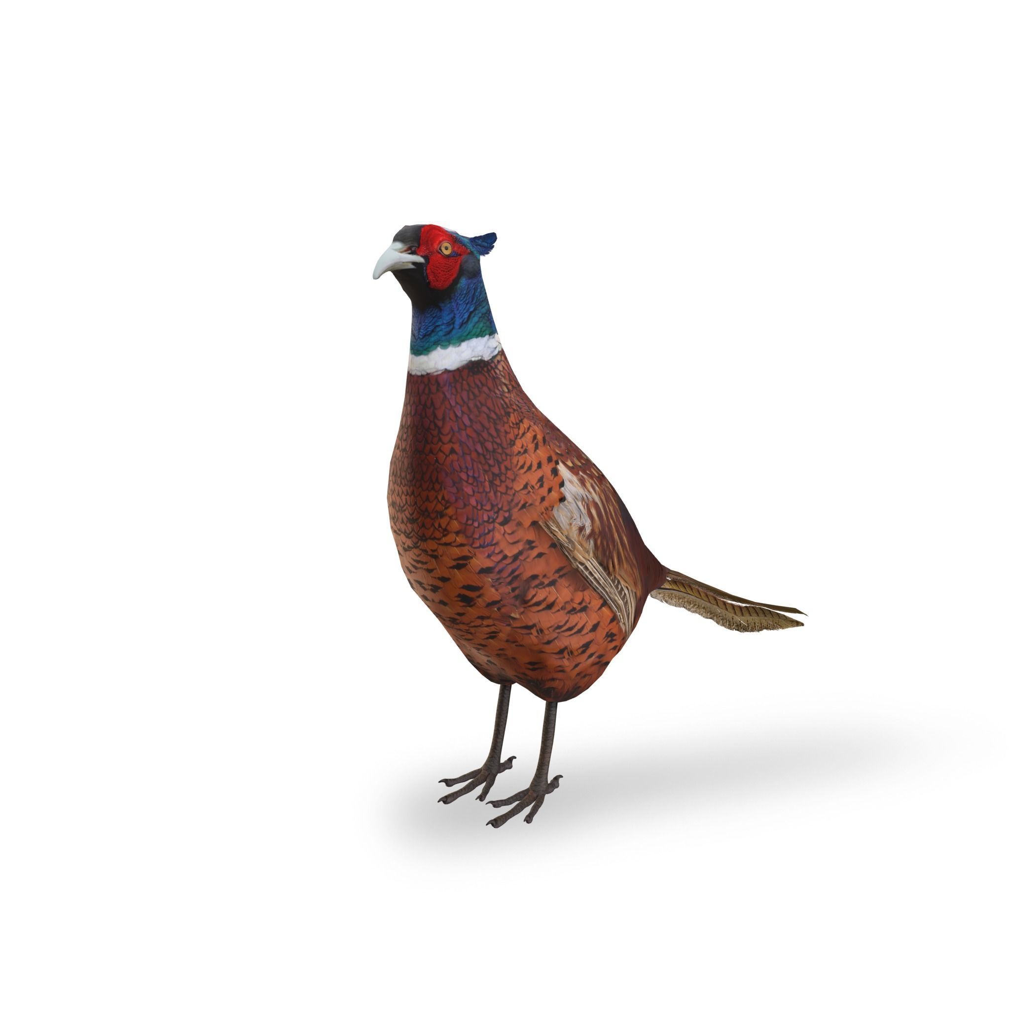 Pheasant 3D model_4