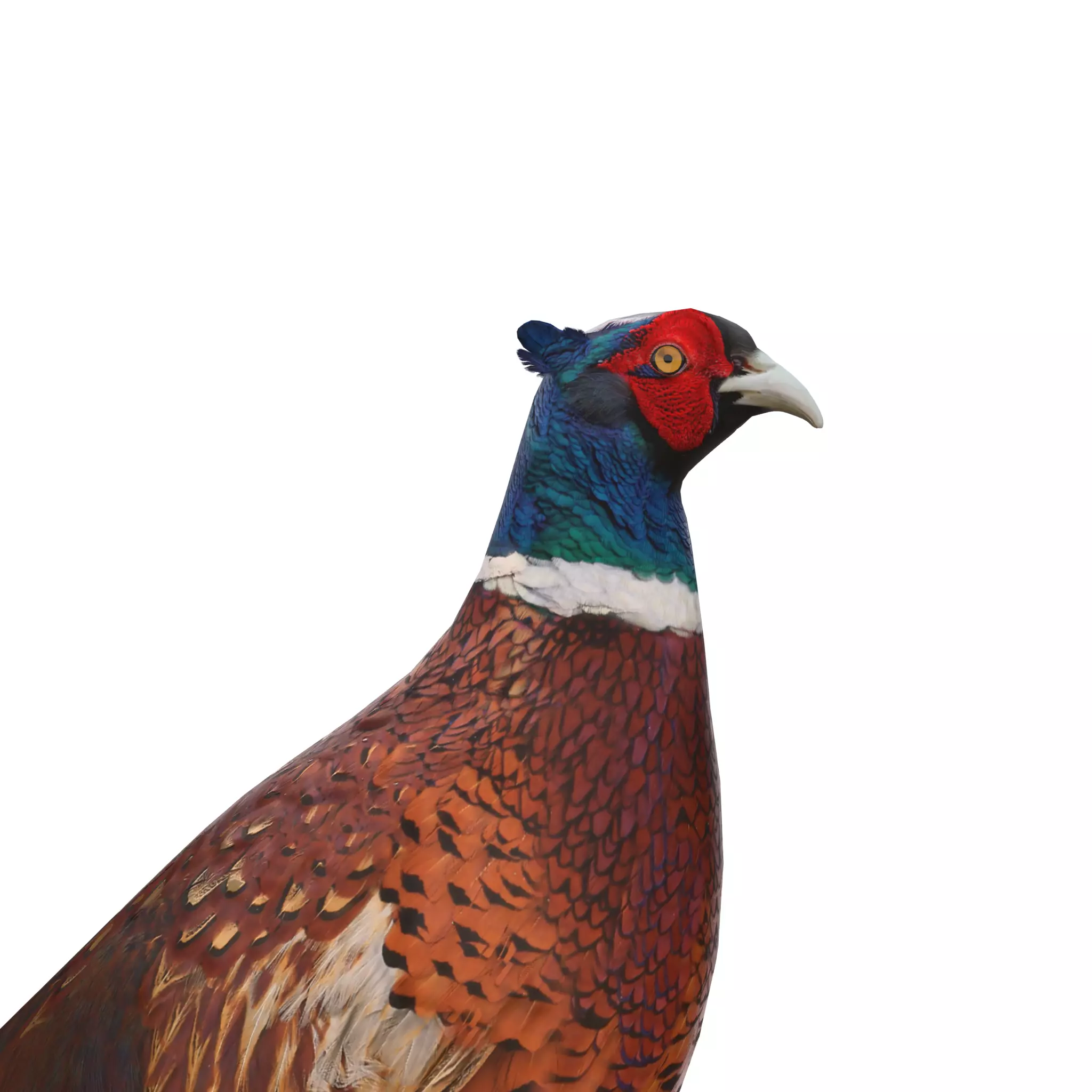 Pheasant 3D model_0