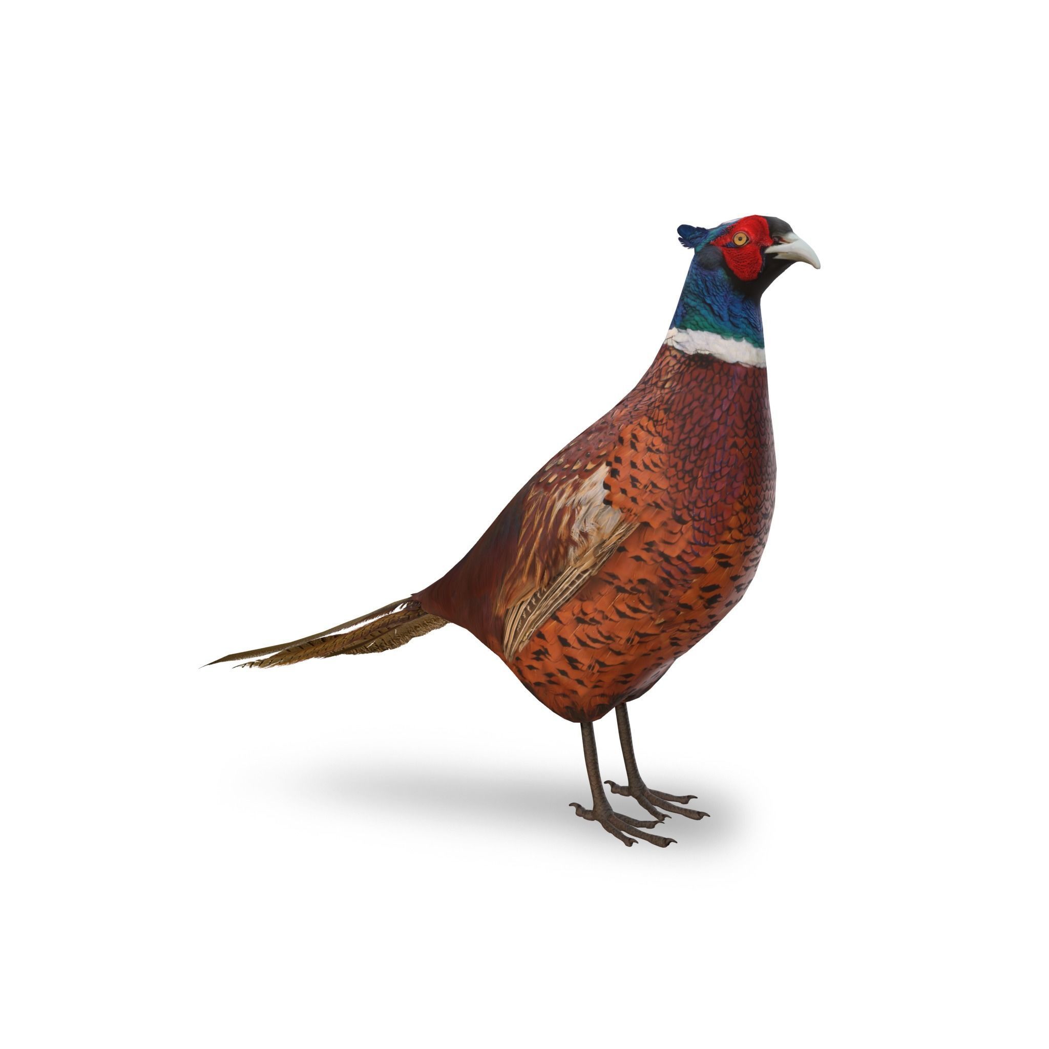 Pheasant 3D model_2