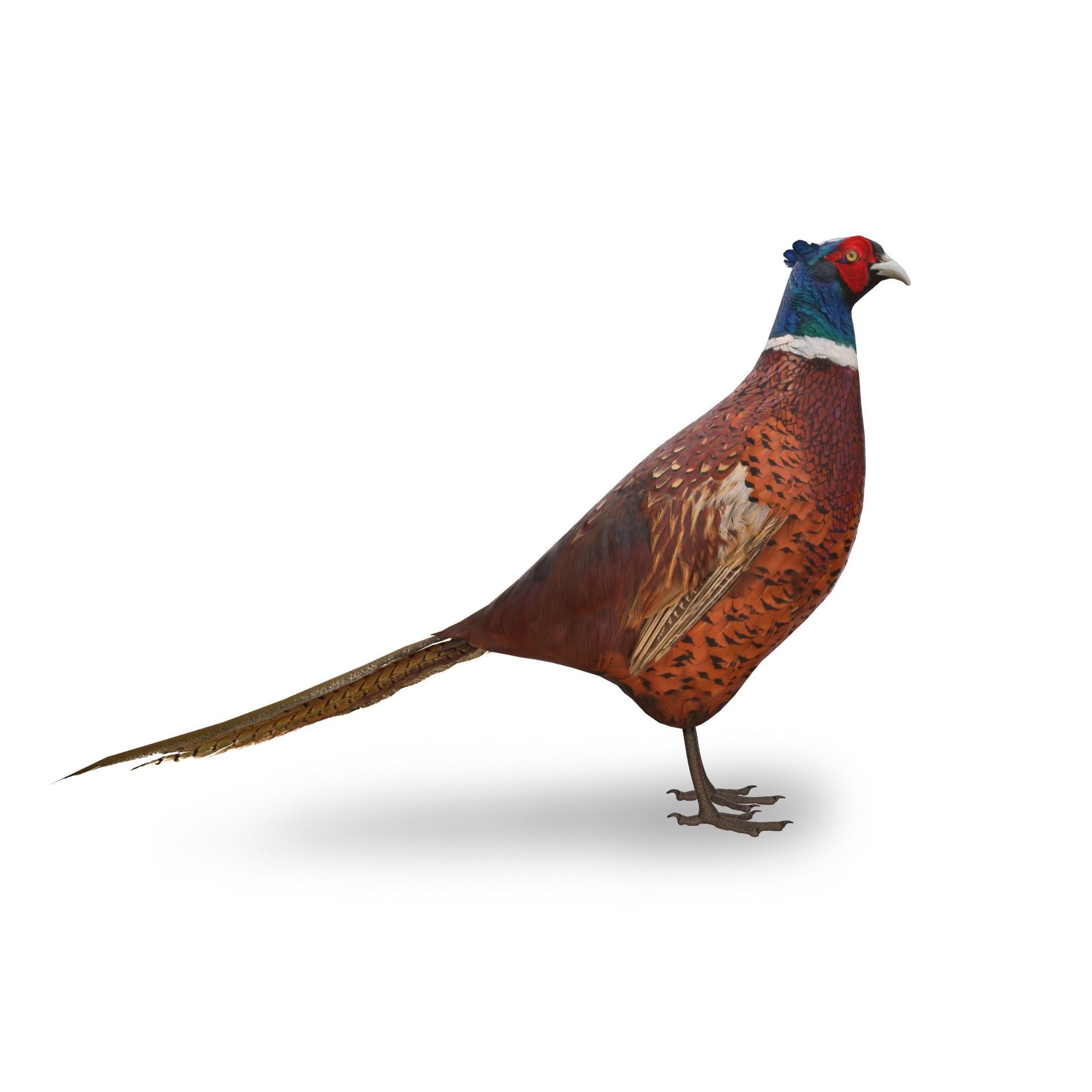 Pheasant 3D model_1