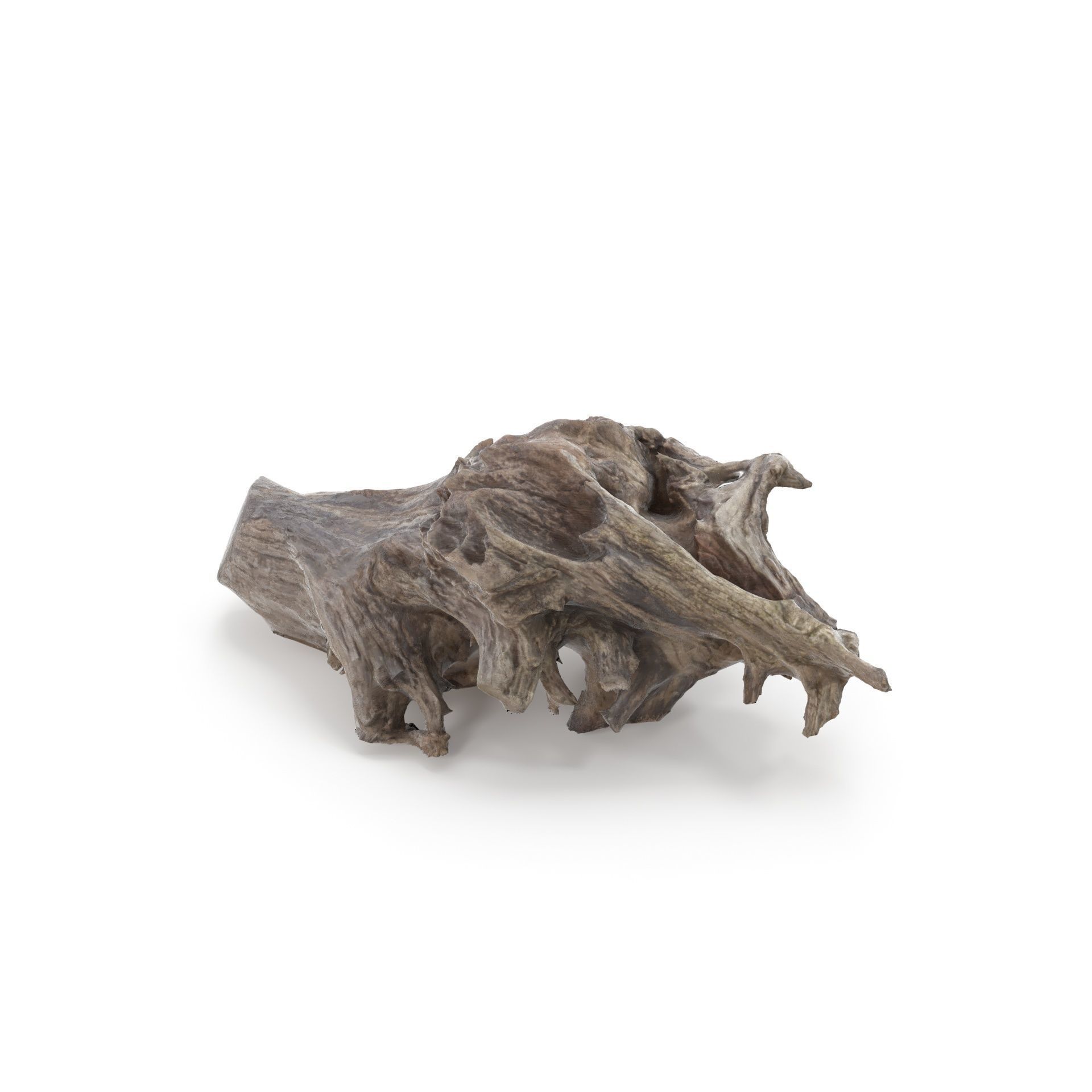 Tree Stump 01 - High and Low Poly versions Low-poly 3D model_10