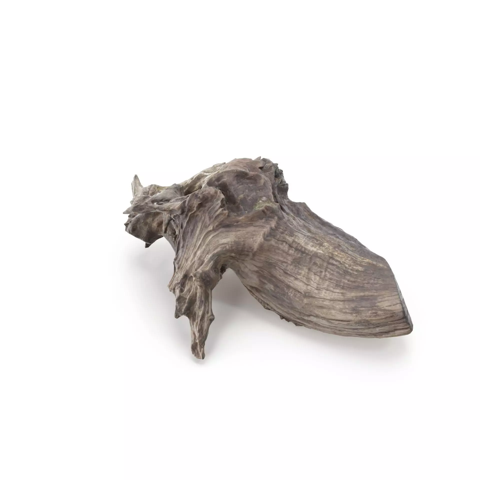 Tree Stump 01 - High and Low Poly versions Low-poly 3D model_0