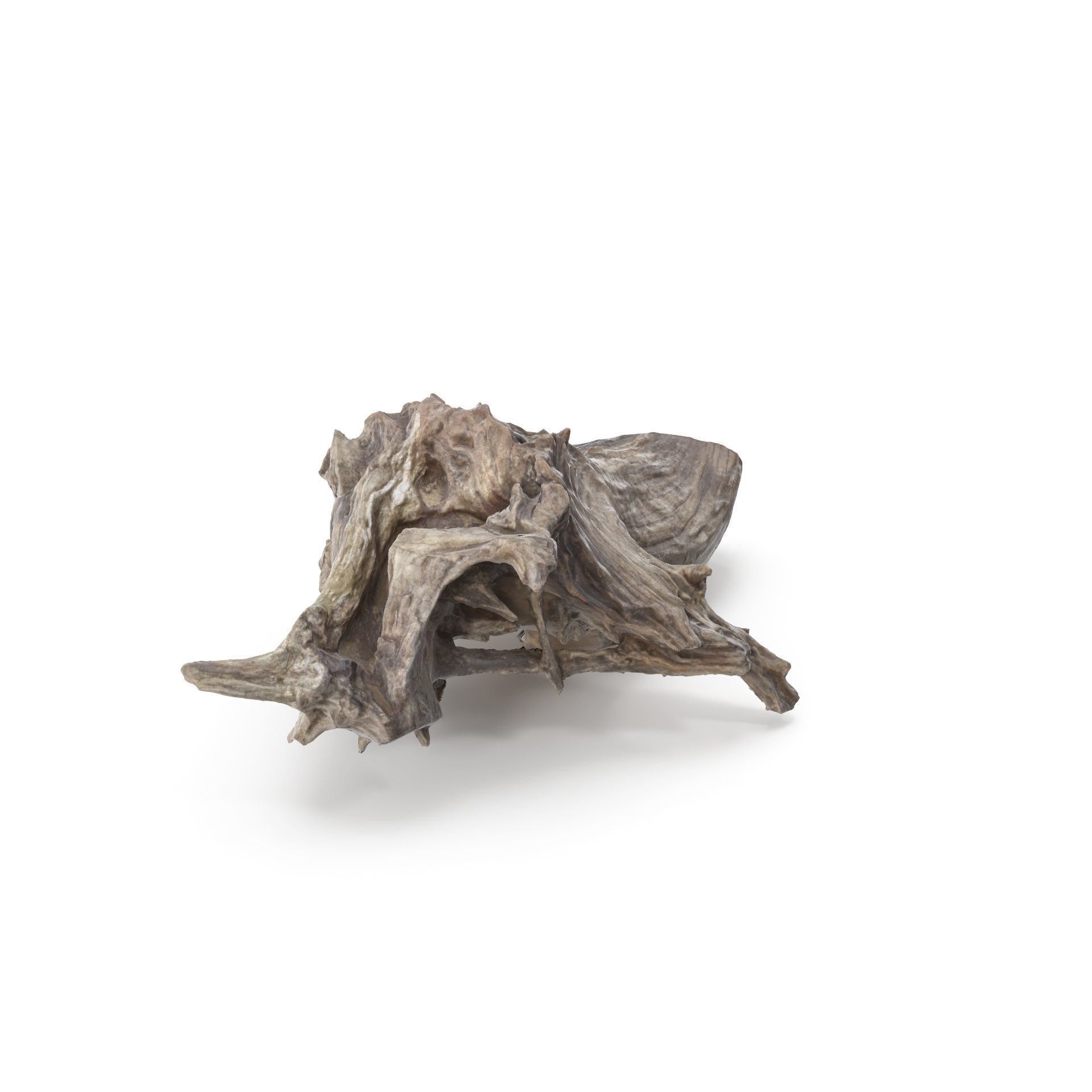 Tree Stump 01 - High and Low Poly versions Low-poly 3D model_11