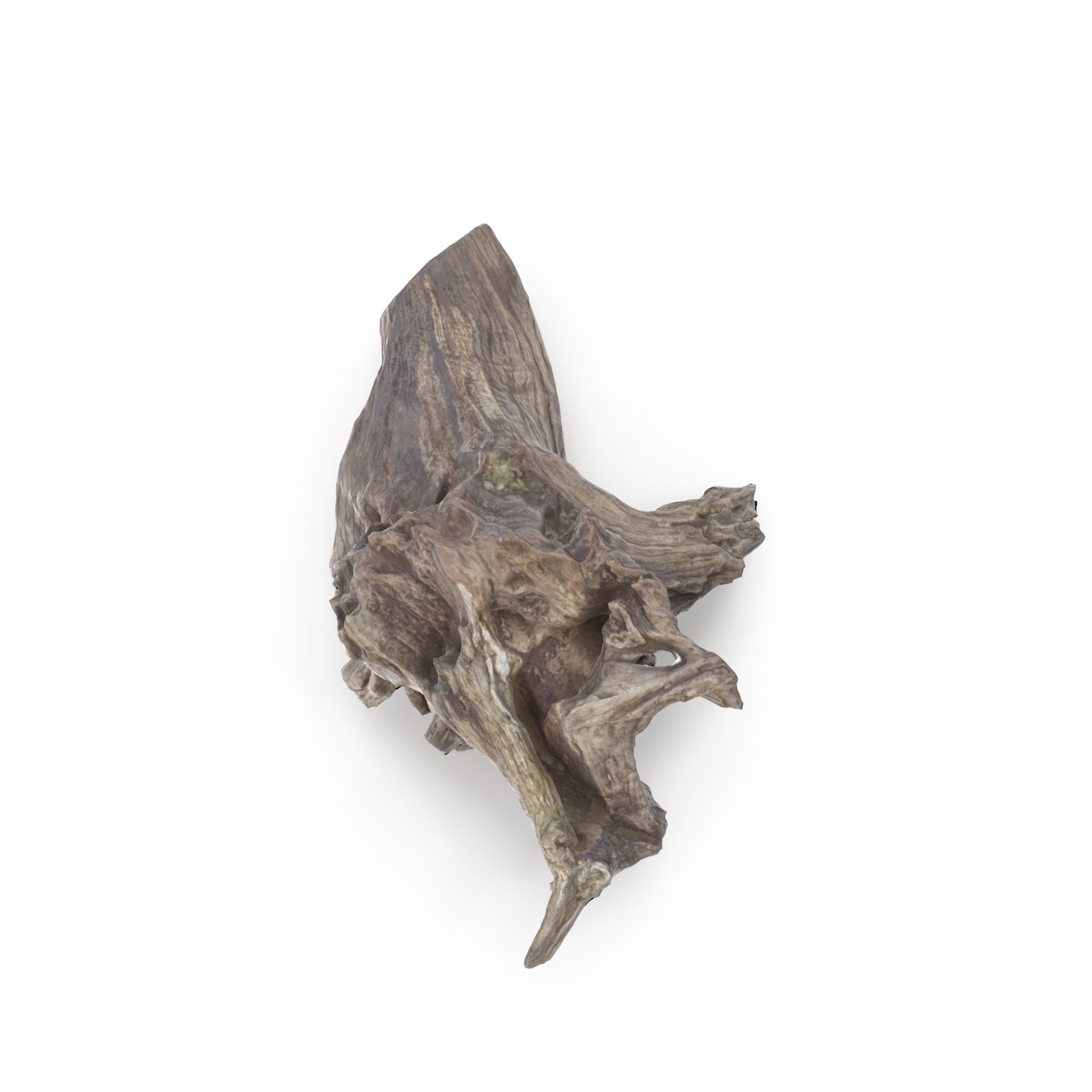 Tree Stump 01 - High and Low Poly versions Low-poly 3D model_4