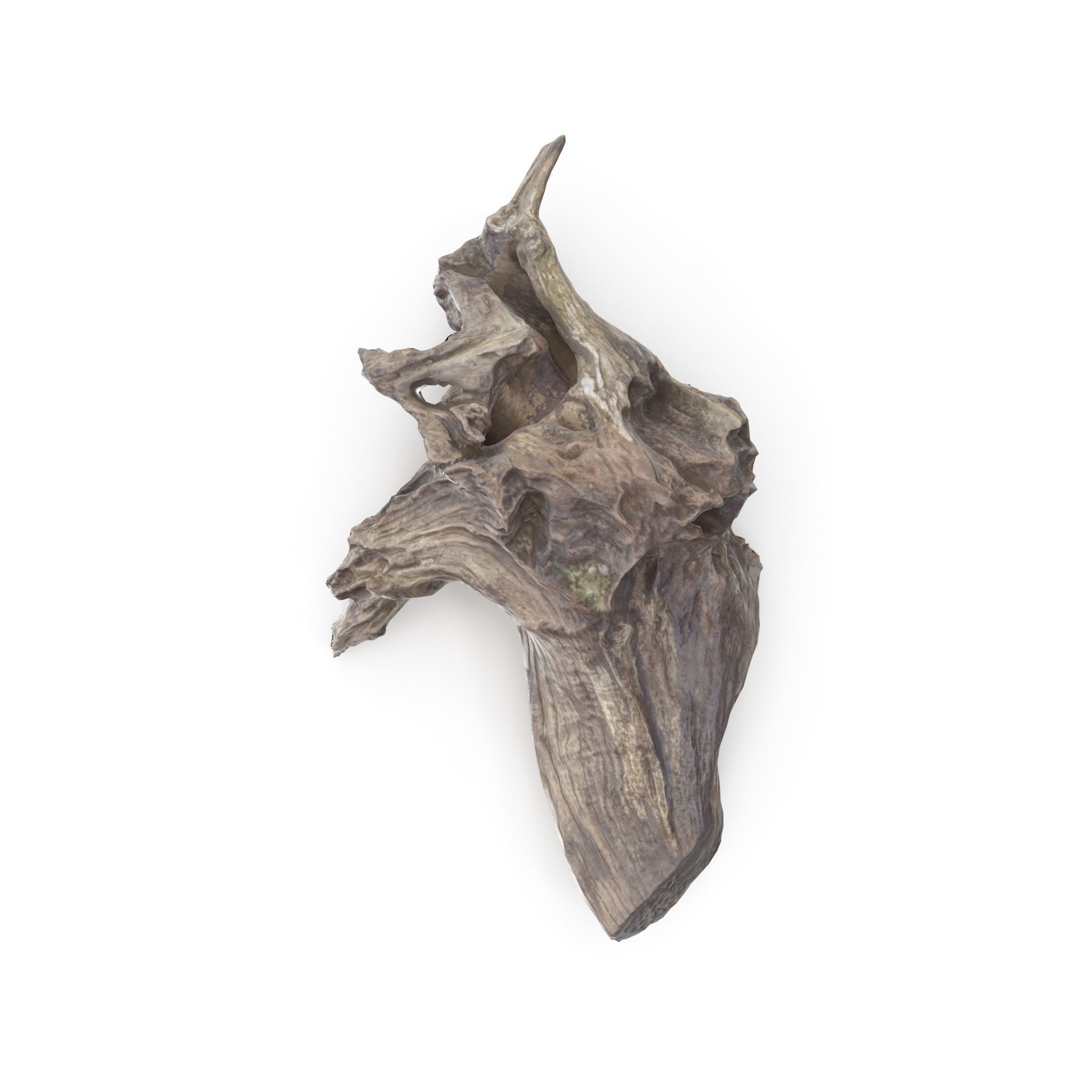 Tree Stump 01 - High and Low Poly versions Low-poly 3D model_3