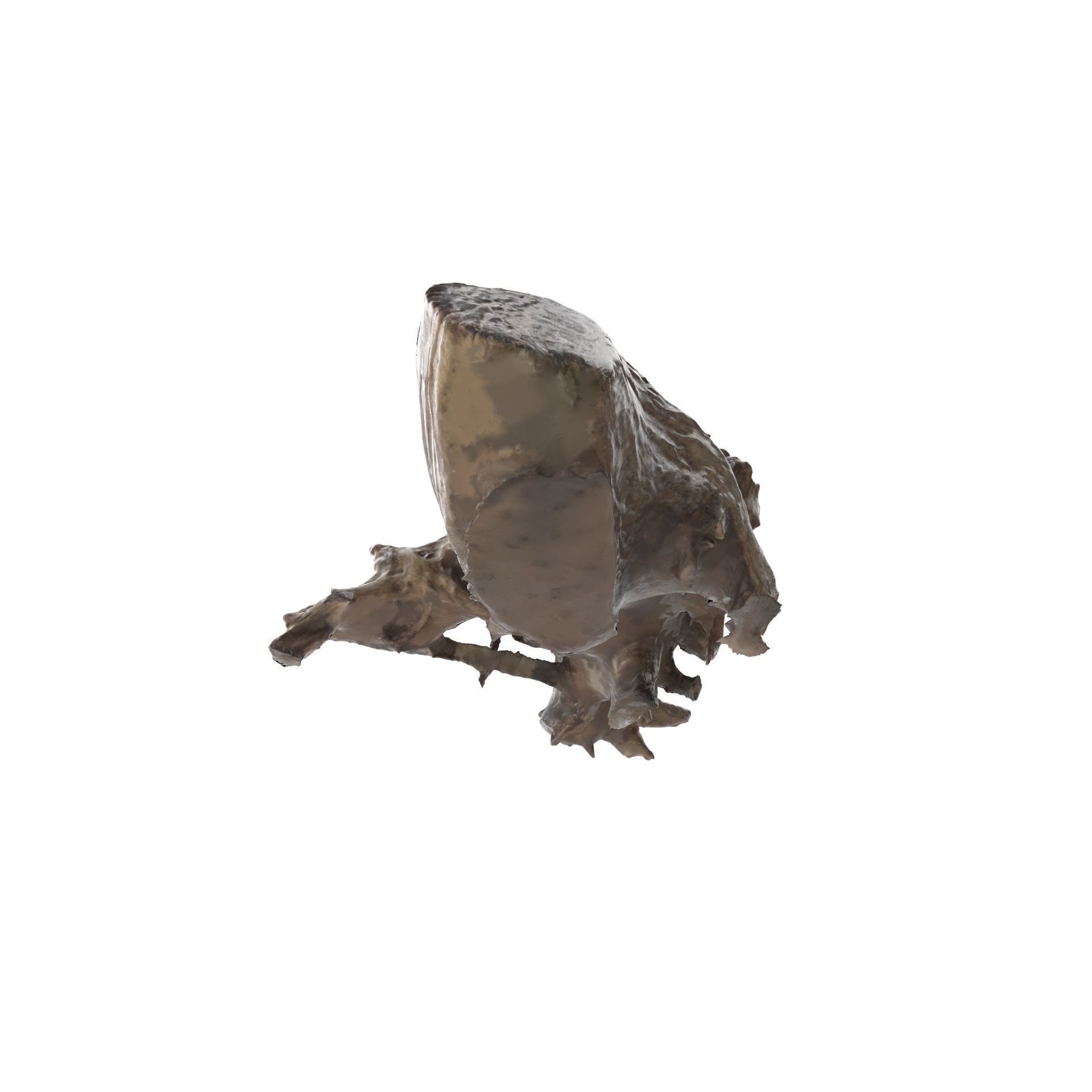 Tree Stump 01 - High and Low Poly versions Low-poly 3D model_14