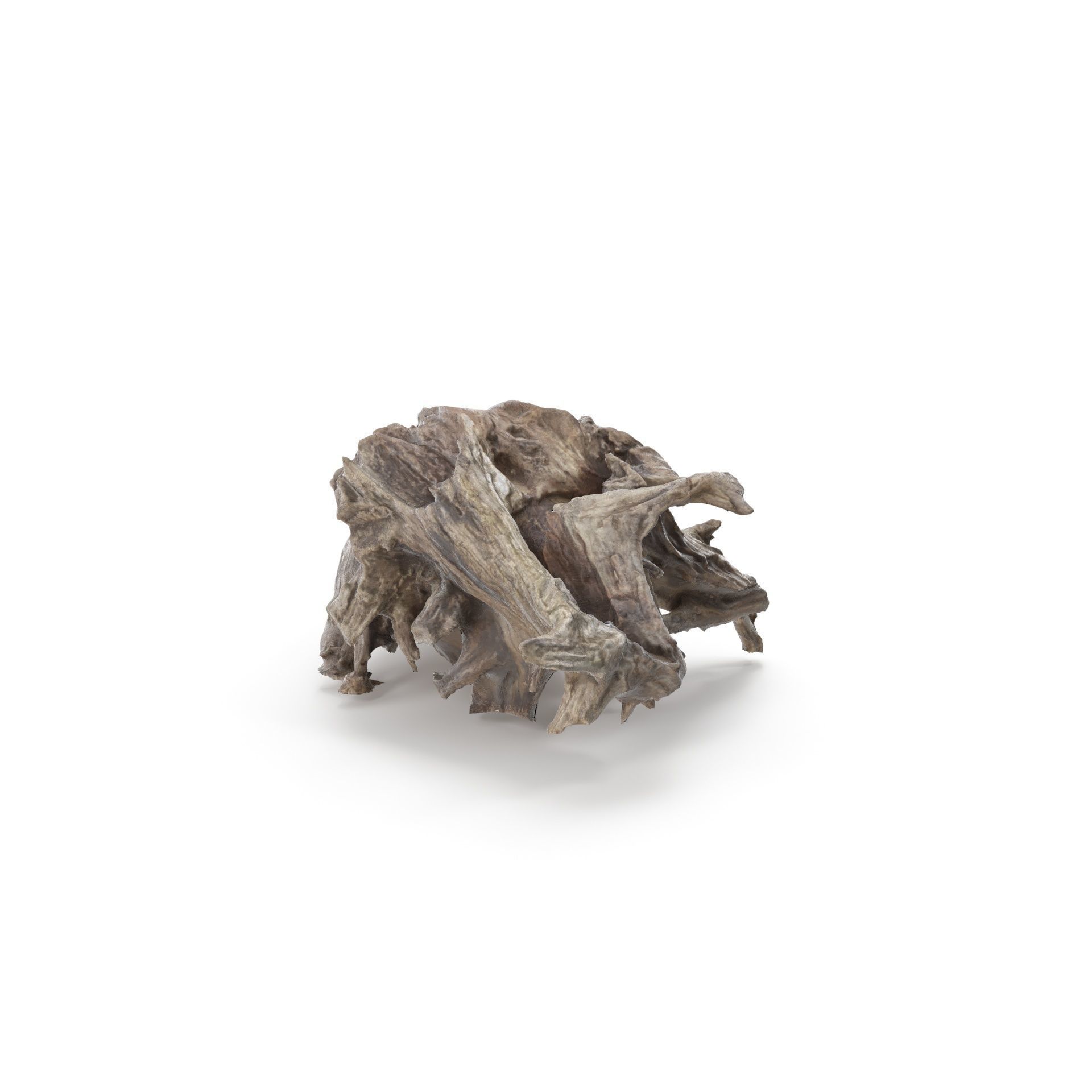 Tree Stump 01 - High and Low Poly versions Low-poly 3D model_13