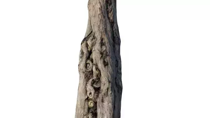 Photoreal 3D tree scan retopologized  3D model