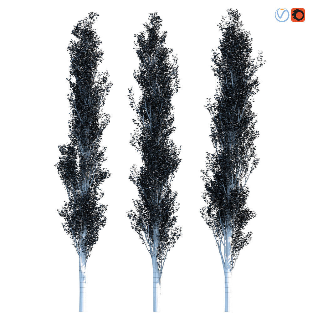 Poplar Pyramidal 15m Summer 3D model_4