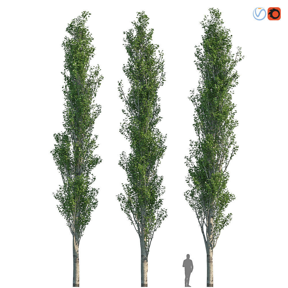 Poplar Pyramidal 15m Summer 3D model_3