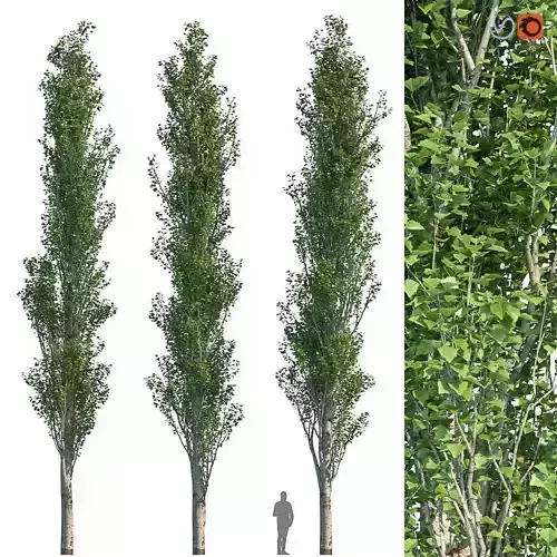 Poplar Pyramidal 15m Summer 3D model