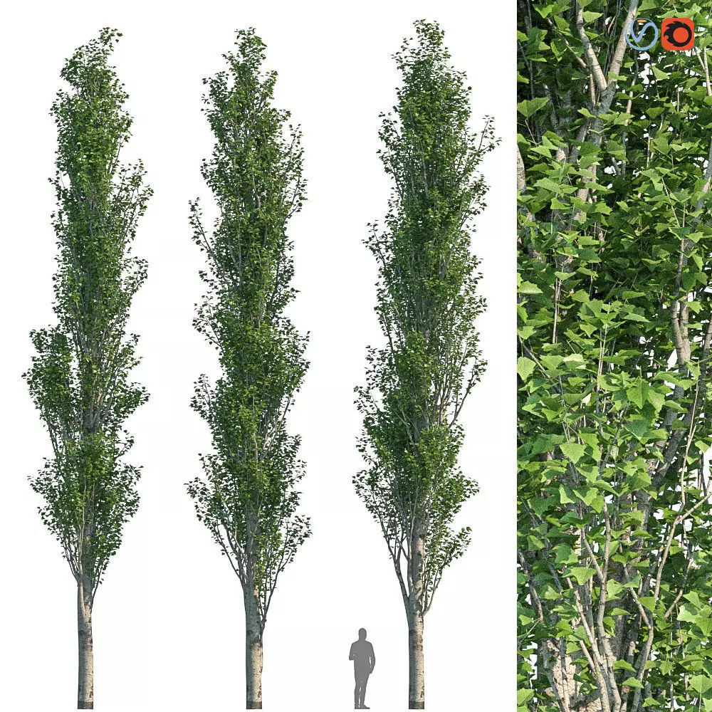 Poplar Pyramidal 15m Summer 3D model_0