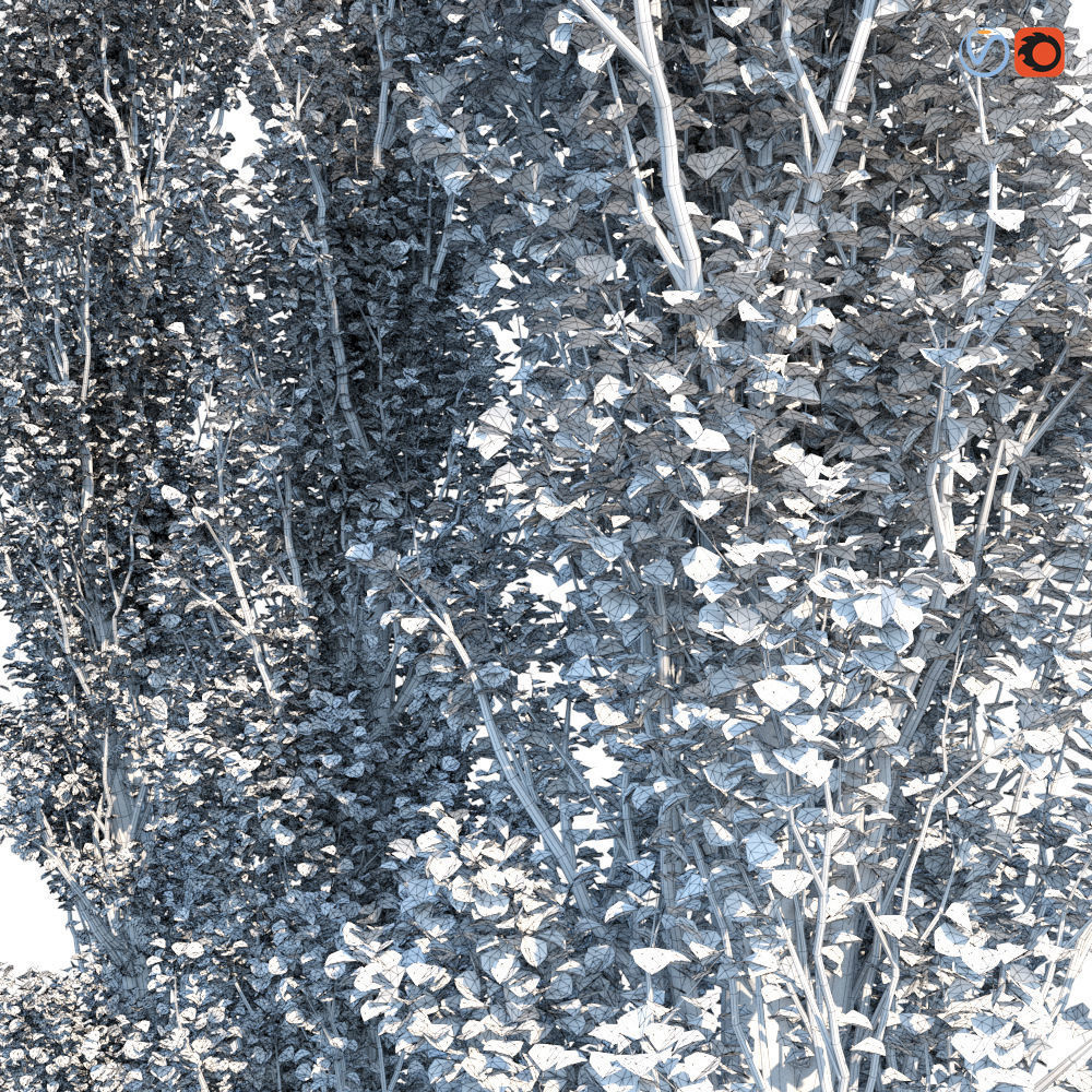 Poplar Pyramidal 15m Summer 3D model_6