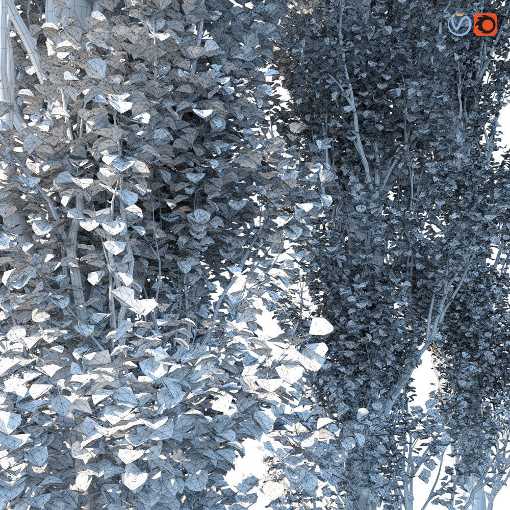 Poplar Pyramidal 15m Summer 3D model_5