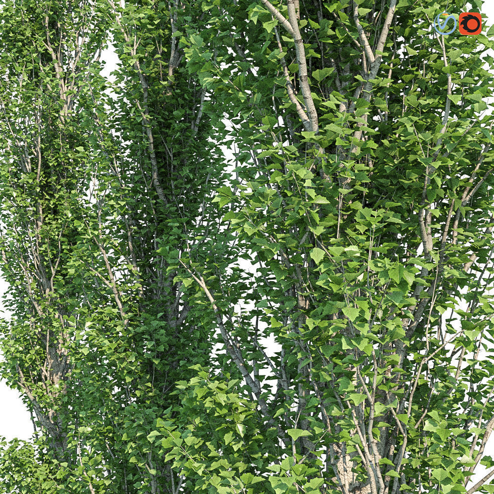 Poplar Pyramidal 15m Summer 3D model_1
