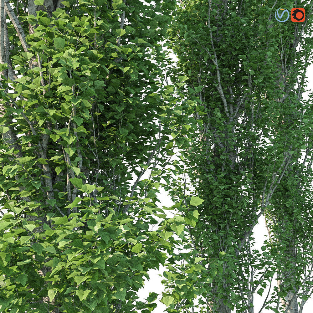 Poplar Pyramidal 15m Summer 3D model_2