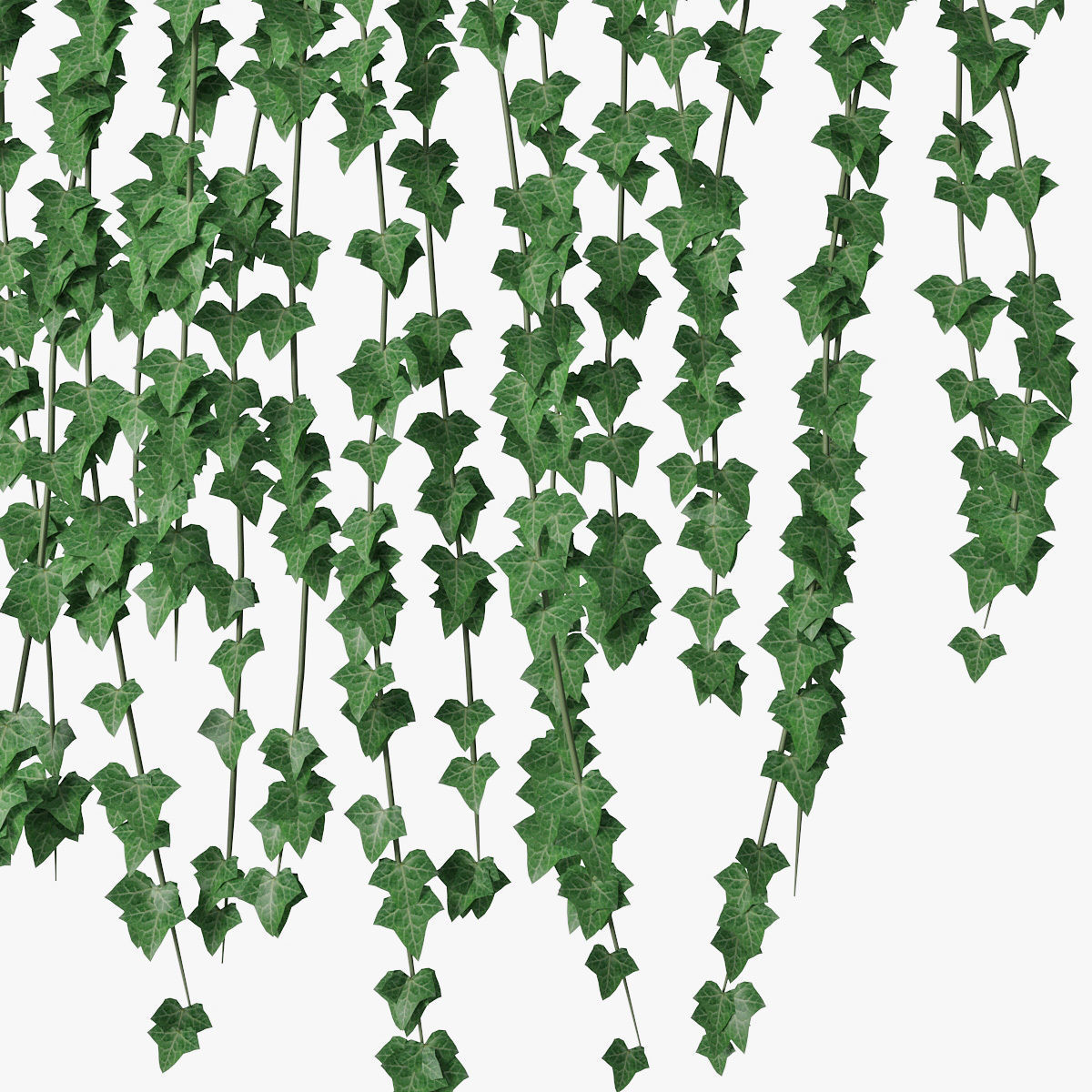 Ivy wall 04 3D model_4
