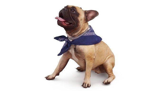French Bulldog Posed Low-poly 3D model