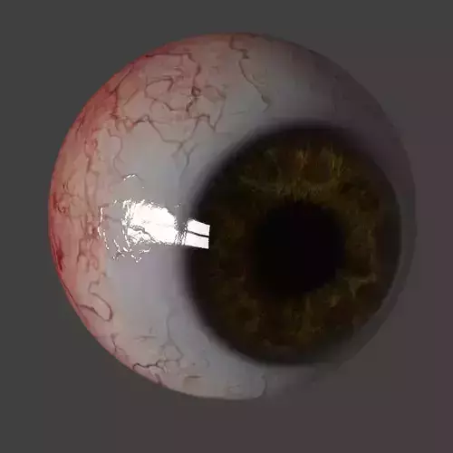 Eyeball human eye